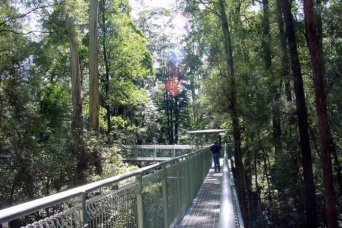 12 Apostles and Otway Fly Zipline Day Trip from Melbourne - Price and value: what $159.23 gets you (and what to budget extra)
