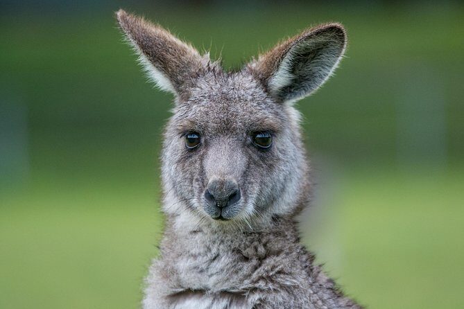 2-Day Melbourne to Adelaide Tour via Great Ocean Road Grampians - The vibe: a scenic transfer that actually feels like a tour