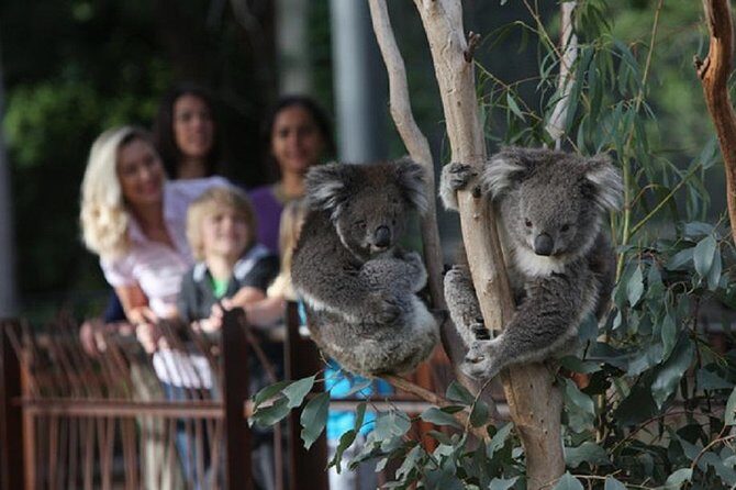 Australian Wildlife Tour at Melbourne Zoo Ticket - excl. entry - Why this 8am start feels different at Melbourne Zoo