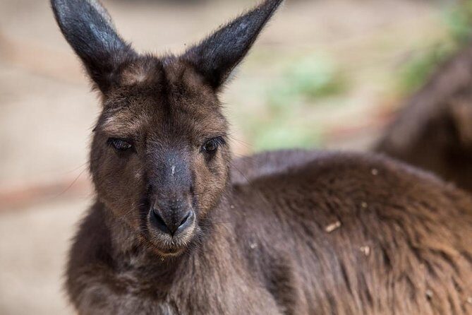 Australian Wildlife Tour at Melbourne Zoo Ticket - excl. entry - The koala presentation: your fast track to understanding them