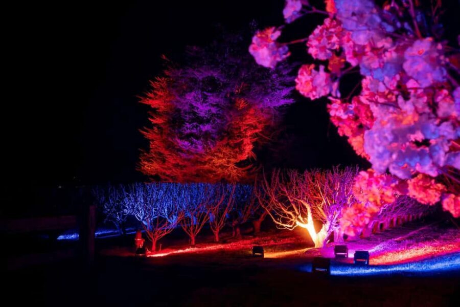 Blossom by Light at CherryHill - Key points before you go