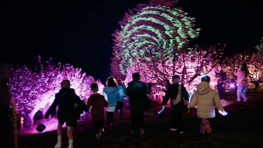 Blossom by Light at CherryHill - Light-and-sound show: what the illuminated blossoms change