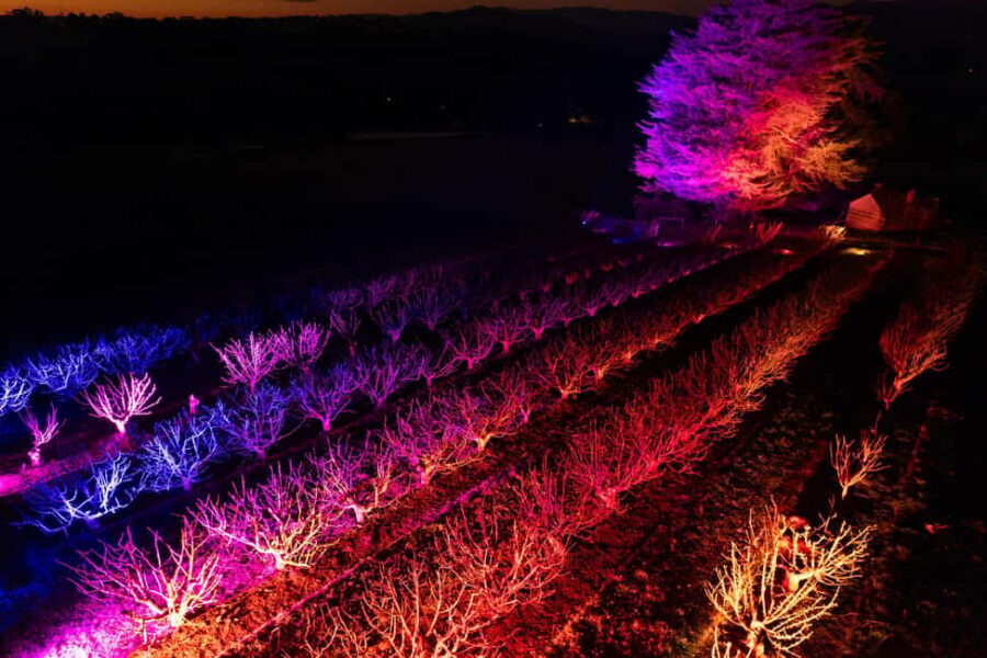 Blossom by Light at CherryHill - Timing matters: gates open at 5:30, sunset around 6:30