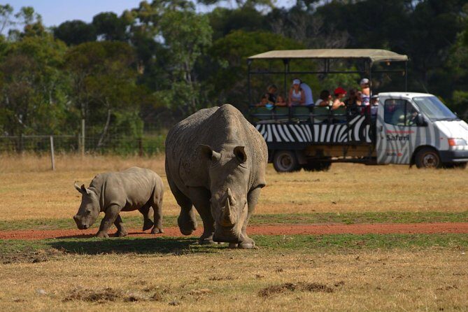 Deluxe Safari Adventure at Werribee Open Range Zoo - excl. entry - Comfort and viewing angles: the “deluxe” part you actually feel