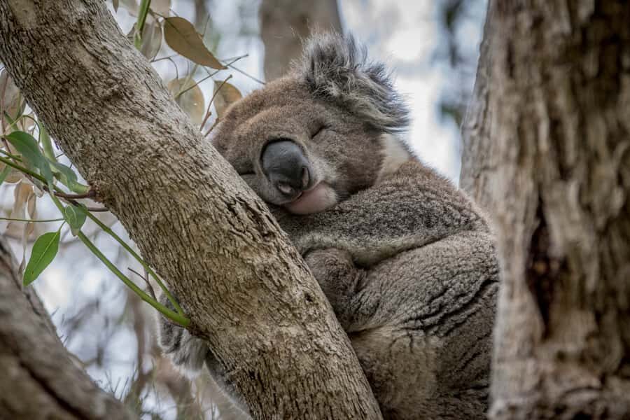 From Melbourne: Great Ocean Road, 12 Apostles & Koalas - Koalas along the road, with Kennett River added in
