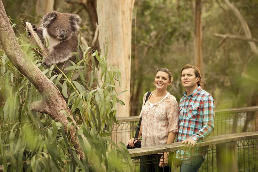 From Melbourne: Penguin Parade and Koalas Tour - The Penguin Parade at Summerland Bay: what the sunset march is really like