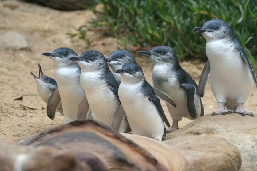From Melbourne: Penguin Parade and Koalas Tour - Value check: is $115 per person fair?