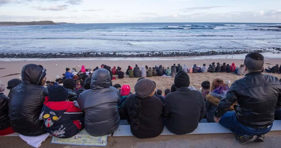From Melbourne: Penguin Parade, Koalas & Kangaroos - A one-day Phillip Island circuit that actually feels paced