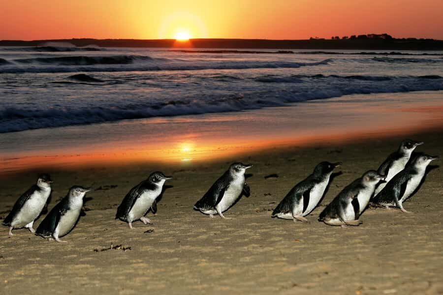 From Melbourne: Penguin Parade, Koalas & Kangaroos - Pickup timing, comfort, and why seat choice matters