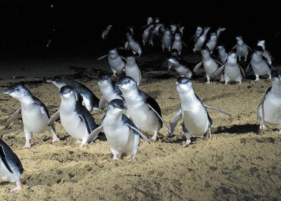 From Melbourne: Penguin Parade, Koalas & Kangaroos - Brighton Beach Boxes: the quick photo stop with a skyline bonus