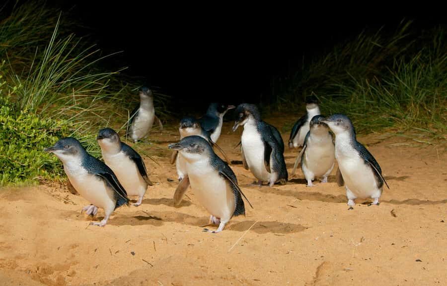 From Melbourne: Penguins and Wildlife Nature Day Tour - What to Bring (and What Rules to Follow)