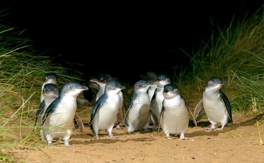 From Melbourne: Penguins and Wildlife Nature Day Tour - The Nobbies Boardwalk: Clifftop Views, Seal Rocks, and the Blowhole Moment
