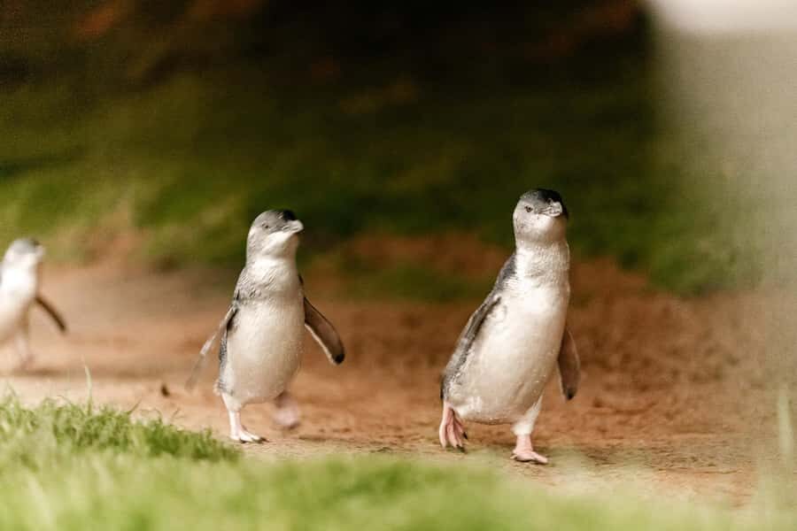 From Melbourne: Phillip Is Penguin Parade & Koala Reserve - Koala Conservation Reserve: The Real Time With Koalas
