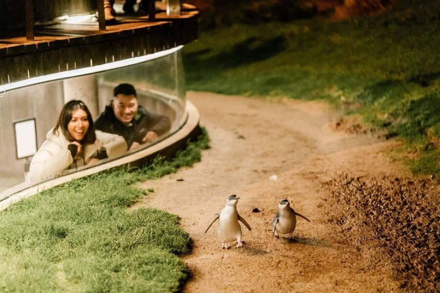From Melbourne: Phillip Island Penguin Plus - Grandstand - Key Highlights I’d Prioritize on This Trip