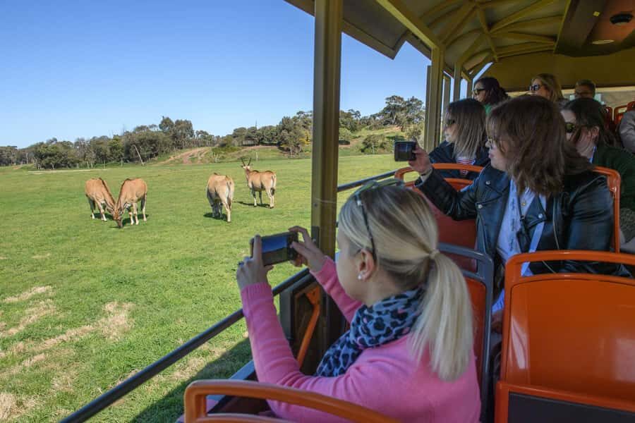 From Melbourne: Werribee Open Range Zoo & Werribee Mansion - Key Highlights I Think You’ll Care About