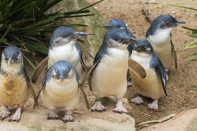 Healesville Sanctuary And Phillip Island Wildlife Bus Tour - Key Things I’d Book This Tour For