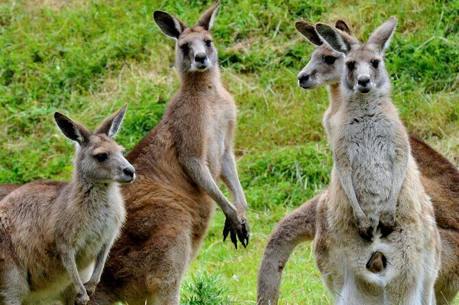 Healesville Sanctuary And Phillip Island Wildlife Bus Tour - Two Wildlife Days Rolled Into One: From Sanctuary to Penguins