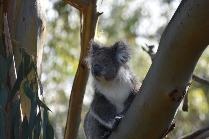 Healesville Sanctuary And Phillip Island Wildlife Bus Tour - Nobbies Centre and Seal Rock: Blowholes, Lookouts, and a Coastline Story