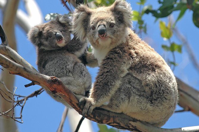 Healesville Sanctuary And Phillip Island Wildlife Bus Tour - Who This Tour Suits Best (And Who Might Want Another Style)
