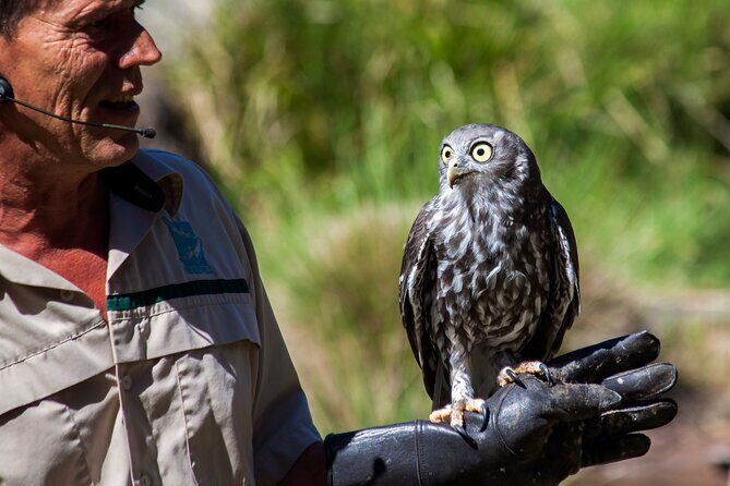 Healesville Sanctuary And Phillip Island Wildlife Bus Tour - Coach Comfort, Wi‑Fi, and What a Full Van Means for Your Body