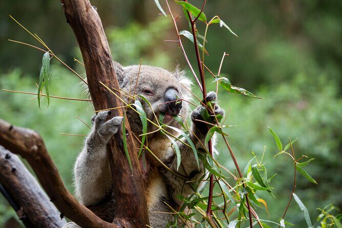 Koala Experience at Healesville Sanctuary - excl. entry - Timing: The 11:00 am Slot and When Koalas Move