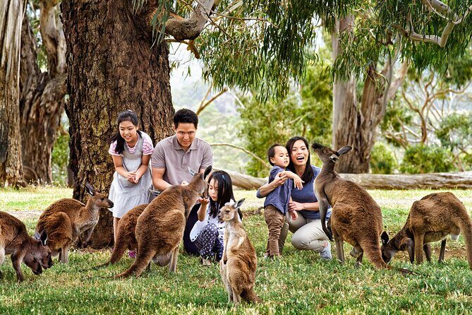Luxury Phillip Island Tour for Families & Explorers [up to 10Pax] - Cape Woolamai Beach vs. Phillip Island Chocolate Factory: pick what your group will enjoy most