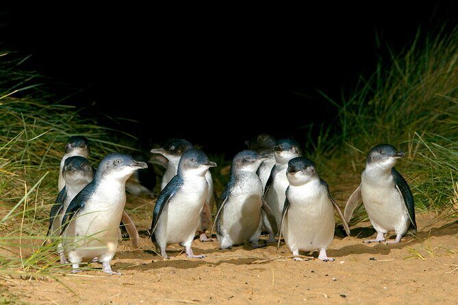 Luxury Phillip Island Tour for Families & Explorers [up to 10Pax] - The Nobbies: where the Southern Ocean does the talking