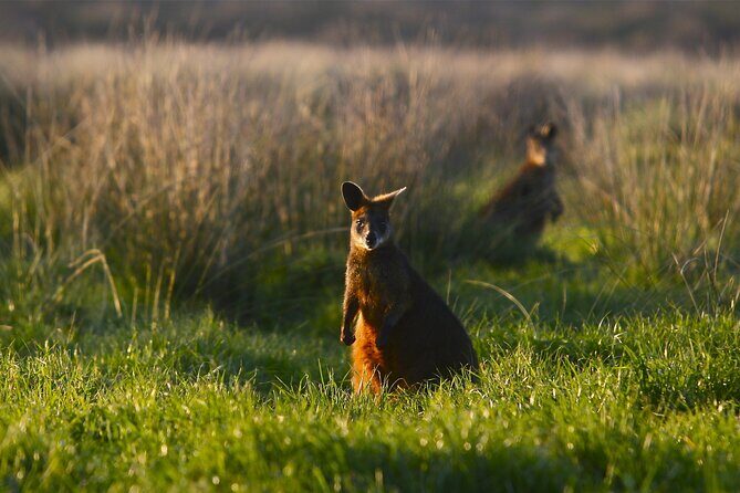 Luxury Phillip Island Tour for Families & Explorers [up to 10Pax] - Moonlit Sanctuary Wildlife Conservation Park: close encounters without the zoo feeling