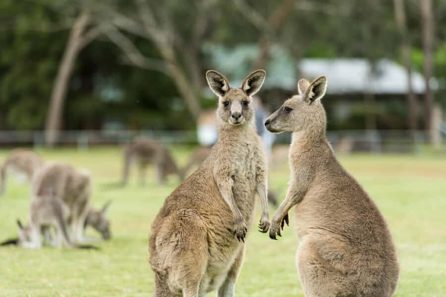 Melbourne: 2-Day Great Ocean Road & Grampians Tour - Great Ocean Road and Grampians in Two Days: The Big Idea