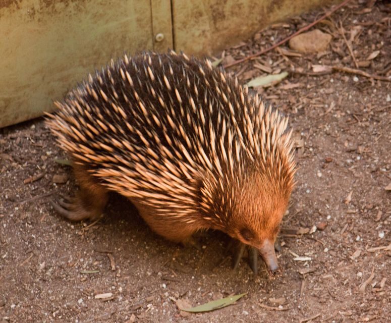 Melbourne: Healesville Sanctuary & Phillip Island Tour - Your Guide Can Make or Break the Day