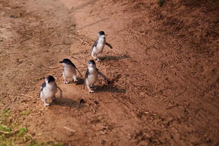 Melbourne: Penguin Parade , Koala & Brighton Bathing Boxes - Penguin Parade at Summerland Beach: the walk home at sunset