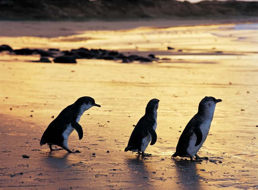 Melbourne: Penguin Parade , Koala & Brighton Bathing Boxes - The 10-hour coach loop: what the timing means for you
