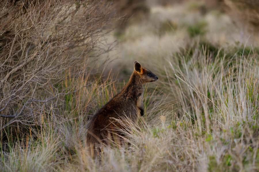Melbourne: Penguin Parade , Koala & Brighton Bathing Boxes - Who should book this, and who might skip it