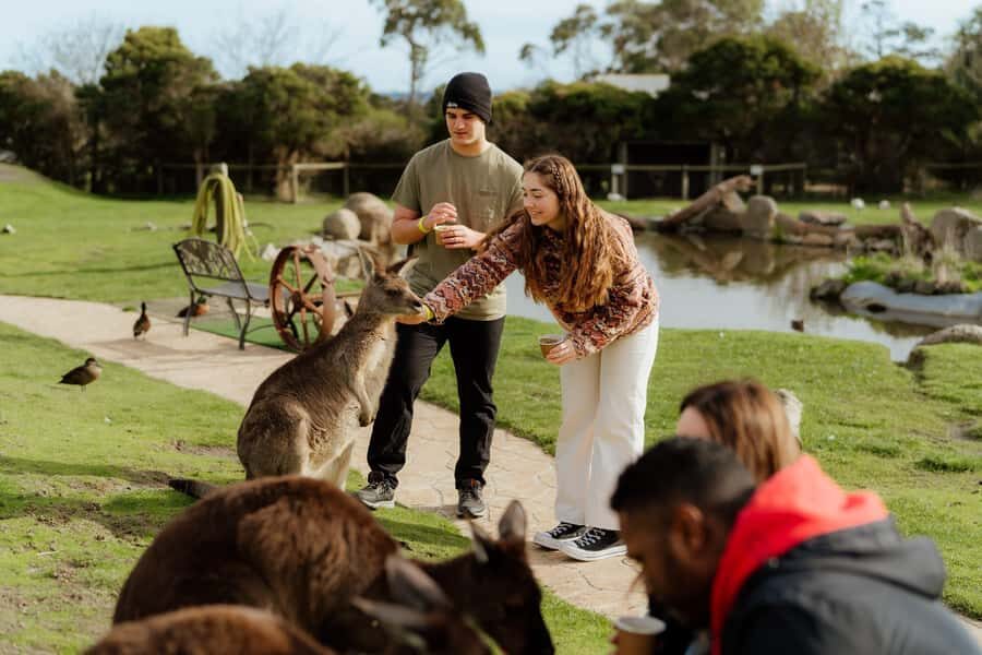 Melbourne: Penguin Parade , Koala & Brighton Bathing Boxes - Should you book the Melbourne Penguin Parade, Koala & Brighton Bathing Boxes tour?