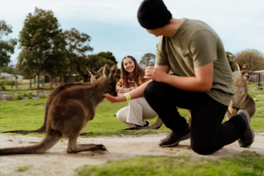 Melbourne: Penguin Parade , Koala & Brighton Bathing Boxes - Maru Koala Animal Park: feeding time and real Aussie animal variety