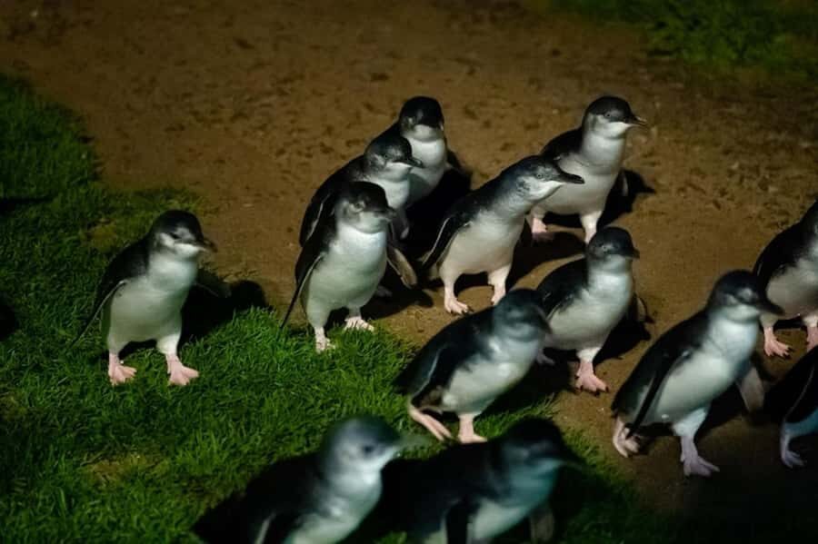 Melbourne: Penguin Parade & Phillip Island Scenic Day Tour - Maru Koala and Animal Park: optional, intimate, and schedule-dependent