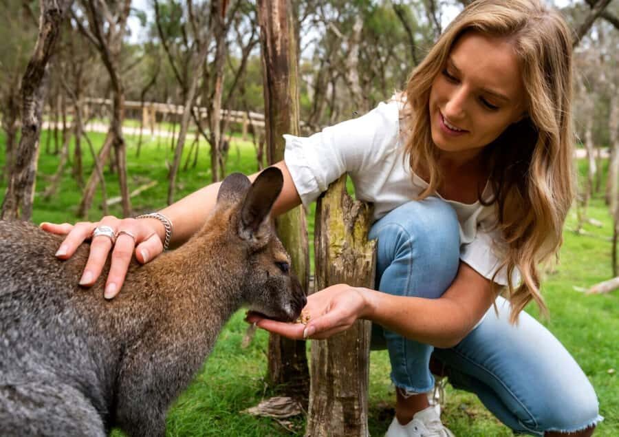 Melbourne: Peninsula Nature Private Day Trip with Dinner - Quick take: what makes this day trip worth your time