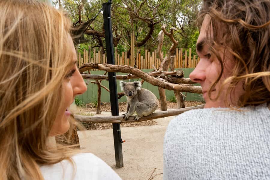 Melbourne: Peninsula Nature Private Day Trip with Dinner - The private ride: pickup, route, and how you avoid stress