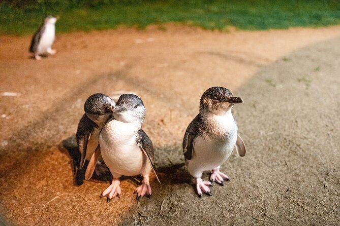 Melbourne Phillip Island 1 Day Tour - Highlights: what makes this Phillip Island tour worth your time