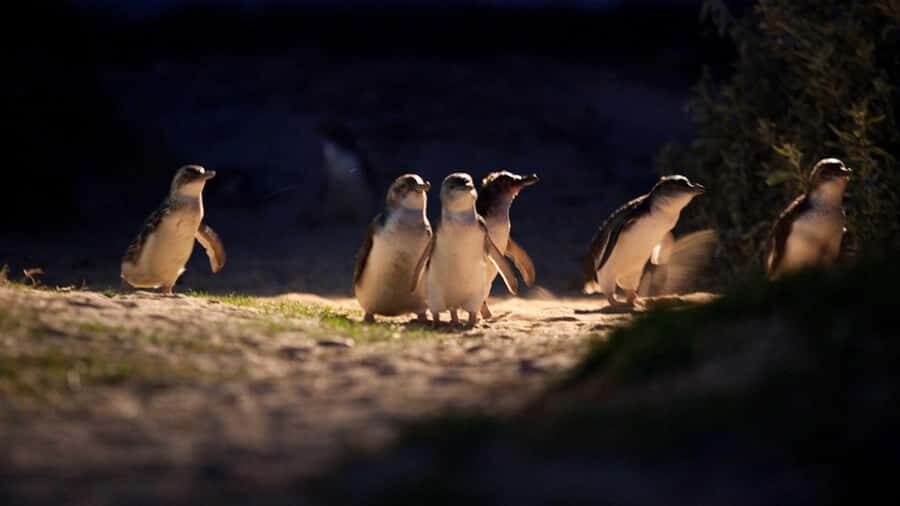 Melbourne: Phillip Island Penguin Parade Watching Day Tour - How the day tour runs: 10 hours of coastal Australia