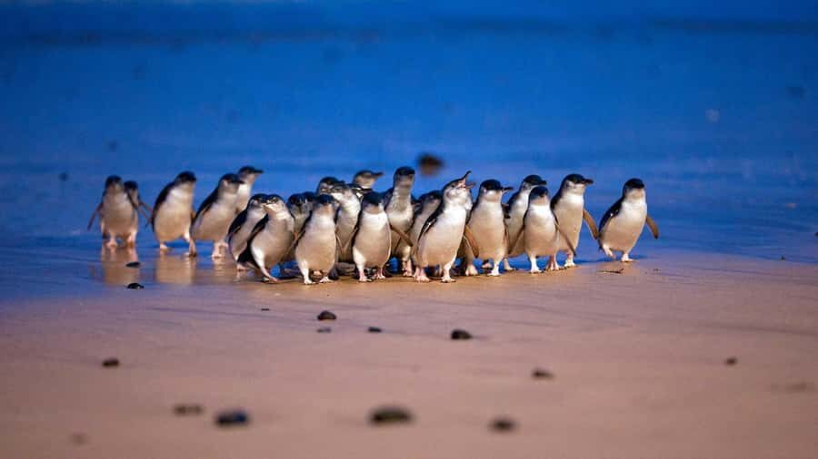 Melbourne: Phillip Island Penguin Parade Watching Day Tour - Melbourne pickup, Brighton Beach, and the Puffing Billy peek