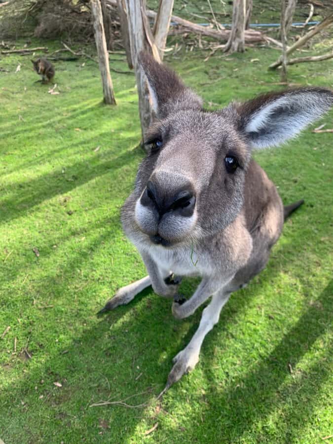 Melbourne: Phillip Island Tour & Penguin Parade - Key Things to Know Before You Go