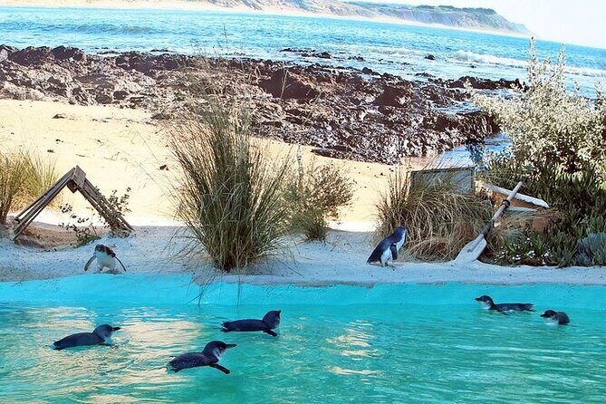 Melbourne Private Penguins Koalas TOUR-Melbourne City Tour JEWELS - Key highlights at a glance