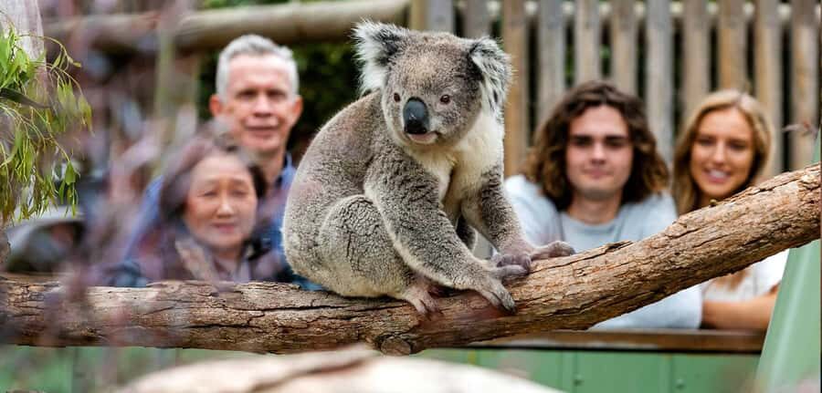 Melbourne: Puffing Billy Steam Train and Philip Island - Key things to know before you go