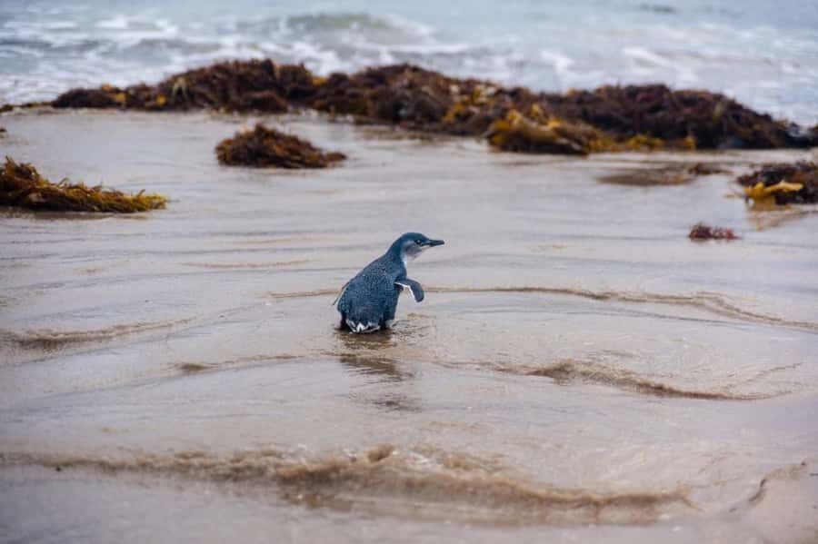 Melbourne: Puffing Billy Train & Penguin Island Excursion - Penguin Parade: little penguins, real timing, and what to watch for
