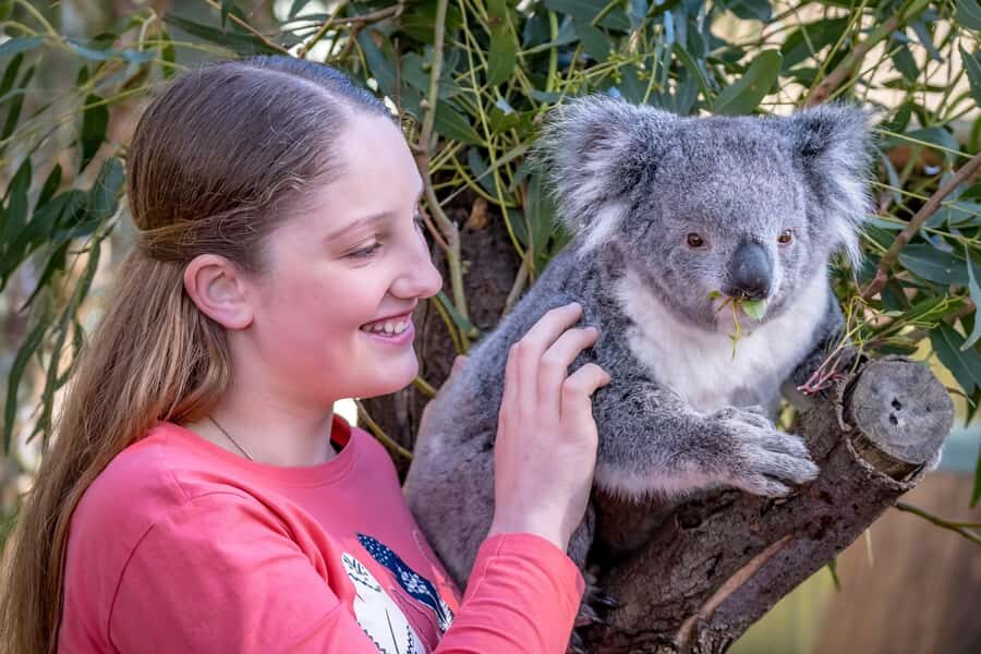 Melbourne: Puffing Billy Train & Penguin Island Excursion - Price and value: is $130 a fair deal for this itinerary?