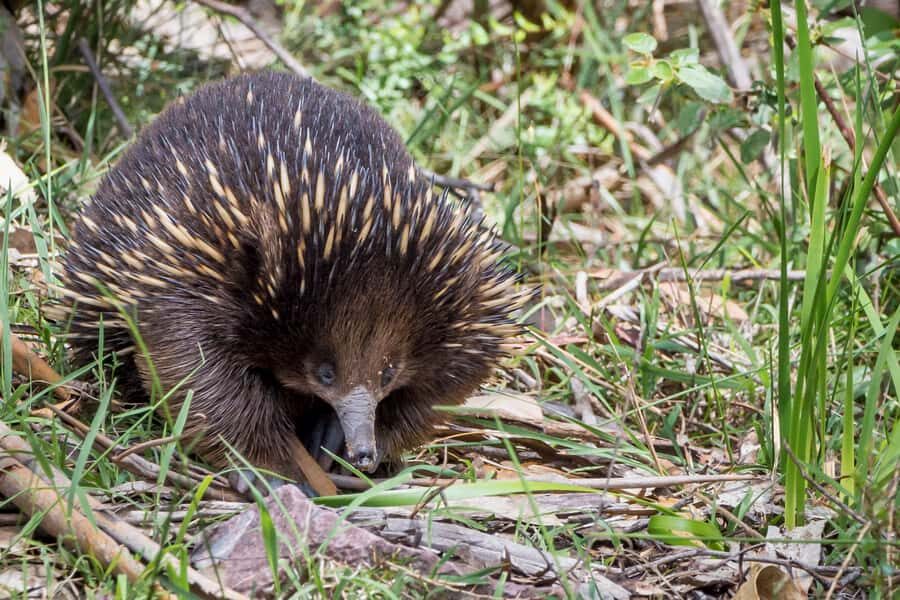 Melbourne to Adelaide: 2-Day Overland Explorer Tour - Overnight in Halls Gap: why this base matters for day two