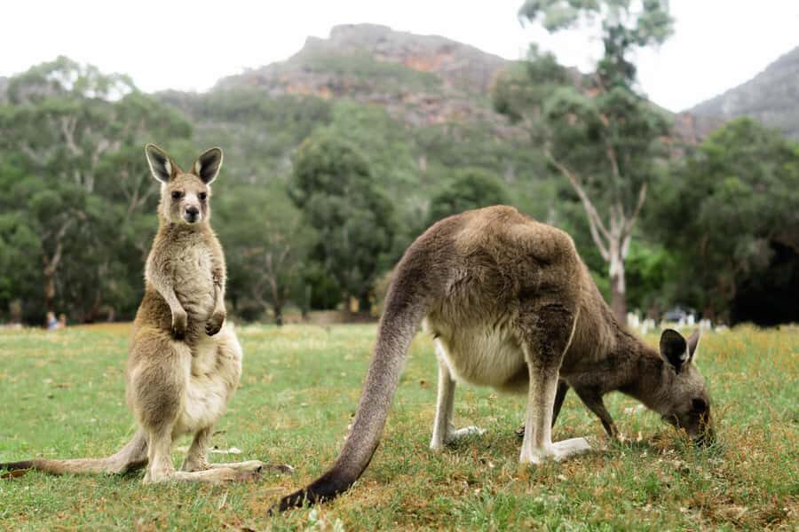 Melbourne to Adelaide: 2-Day Overland Explorer Tour - Kennett River koalas and the coast-town breaks you’ll actually enjoy