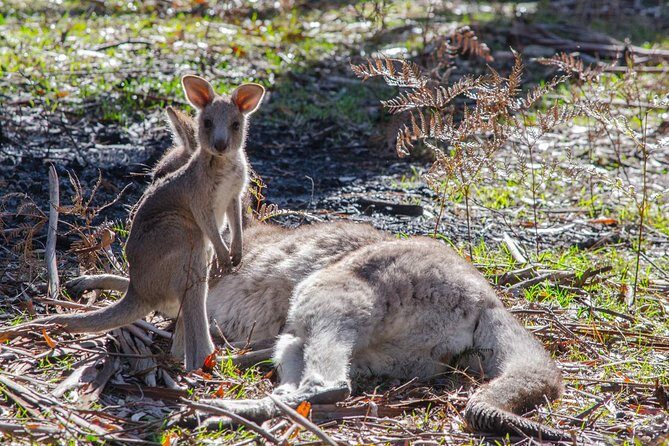 Melbourne to Adelaide: 3-Day Great Ocean Road Grampians Tour - Day 1 details that matter (sun, shoes, and pacing)