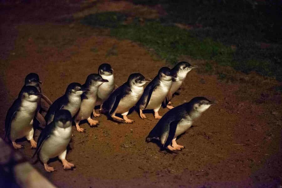 Melbourne：Phillip Island Tour 1 Day Tour - Maru Koala and Animal Park: lots of animals, plus an optional ticket